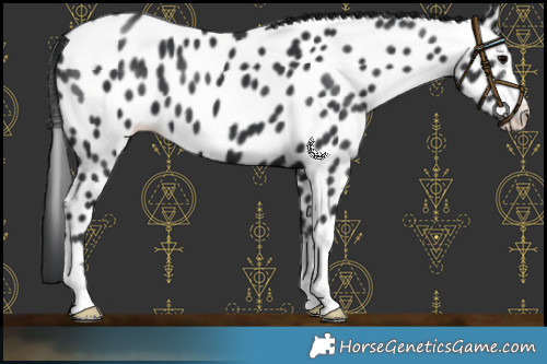 Horse Color:Black Near Leopard 