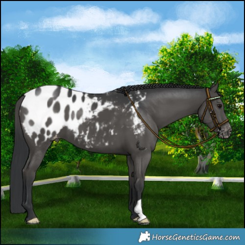 Horse Color:Black Blanket 