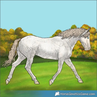 Horse Color:Buckskin Roan Pearl  and Buckskin Roan Pearl 