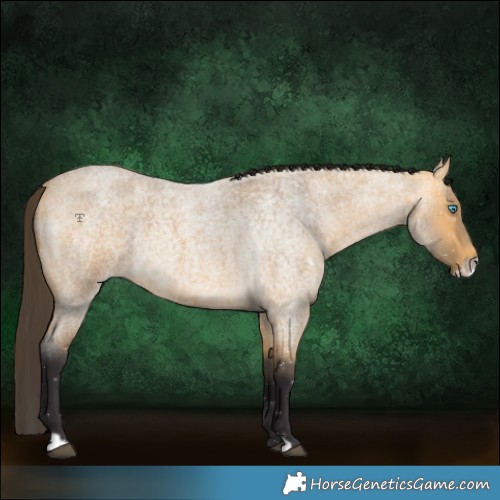 Horse Color:Buckskin Roan Frame