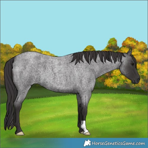 Horse Color:Smoky Blue Roan 