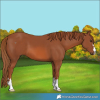 Horse Color:Chestnut 