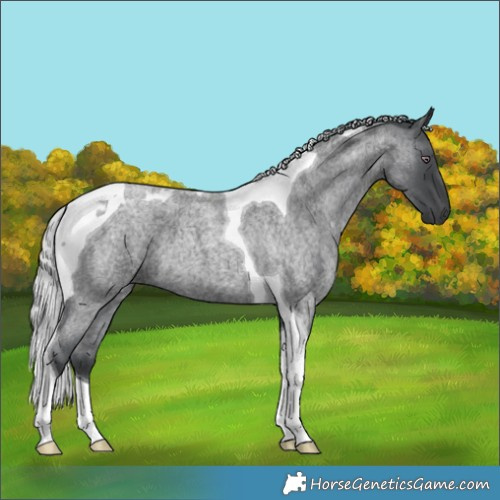 Horse Color:Silver Blue Chinchilla Roan Tobiano 