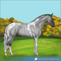Horse Color:Silver Blue Chinchilla Roan Tobiano