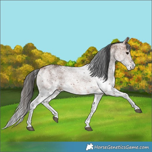 Horse Color:White Spotted Bay Rabicano 