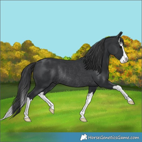 Horse Color:Black Splash Rabicano 