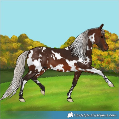 Horse Color:Gray White Spotted Silver Bay 