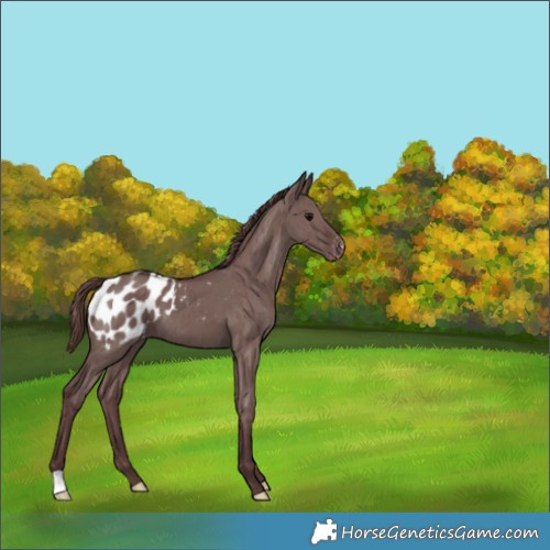 Horse Color:Chocolate Grullo Appaloosa Brindle