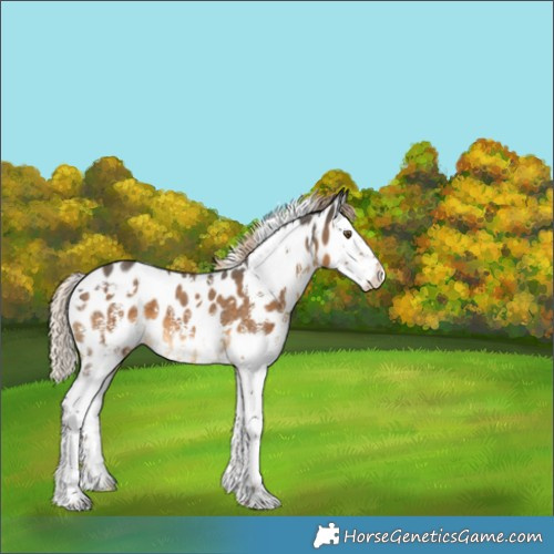 Horse Color:White Spotted Chocolate Palomino Sabino Splash Appaloosa 