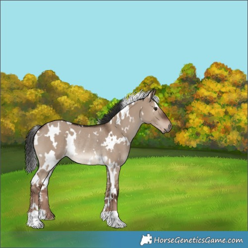 Horse Color:White Spotted Liver Red Dun Rabicano 