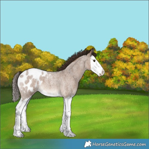 Horse Color:Liver Red Dun Roan Splash Appaloosa