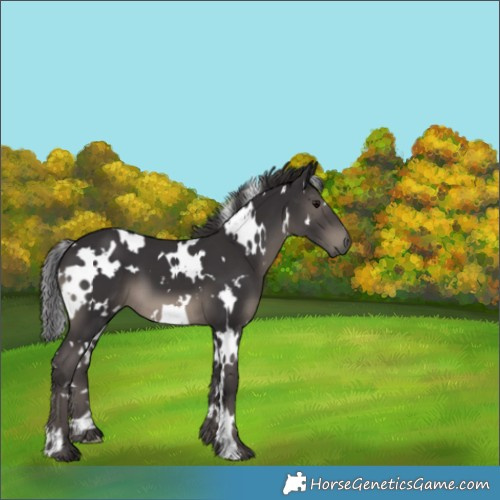 Horse Color:White Spotted Smoky Black