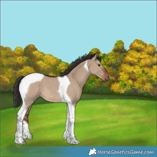Horse Color:Liver Red Dun Tobiano 