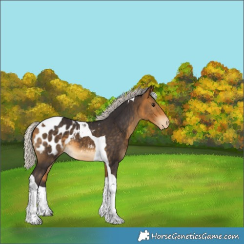 Horse Color:Silver Buckskin Tobiano Blanket 