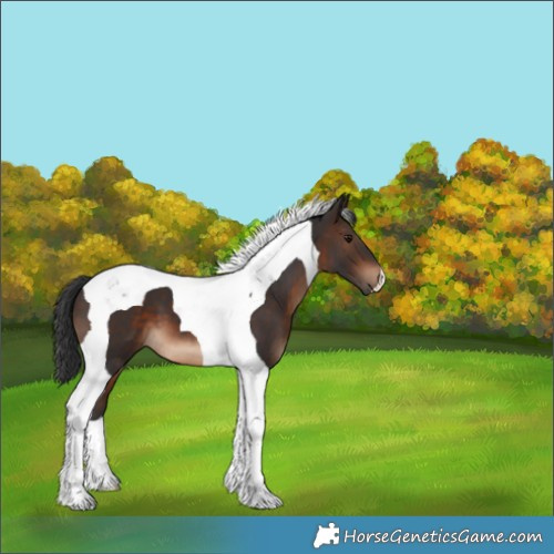 Horse Color:Brown Tobiano 