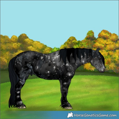 Horse Color:ERROR: UNKNOWN ANOMALY