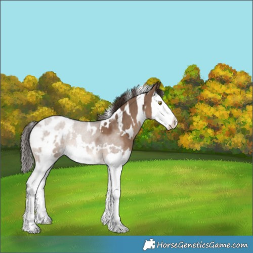Horse Color:White Spotted Liver Red Dun Splash Appaloosa 