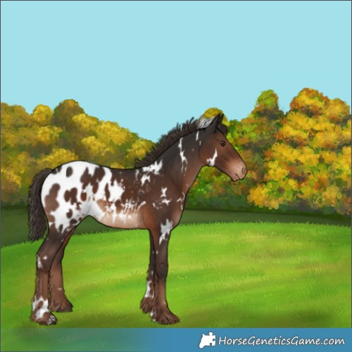 Horse Color:White Spotted Liver Chestnut Appaloosa Rabicano 