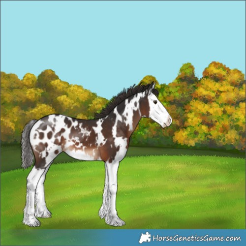 Horse Color:White Spotted Liver Chestnut Splash Appaloosa