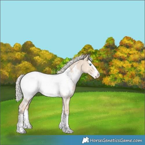Horse Color:White Spotted Cremello Dun Splash Appaloosa 