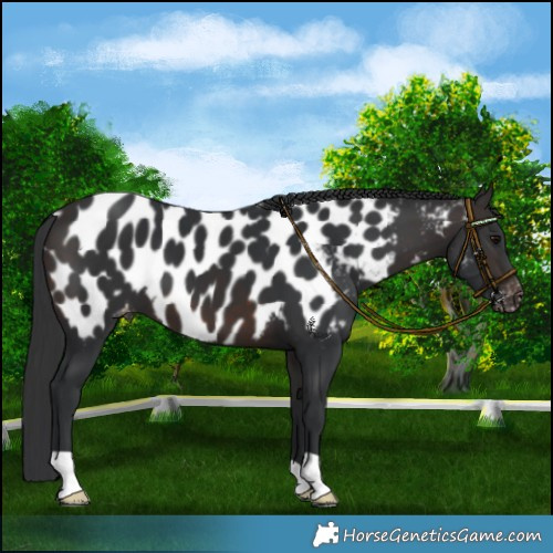 Horse Color:Brown Appaloosa 