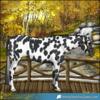 Horse Color:Black Near Leopard