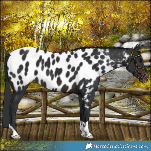 Horse Color:Brown Appaloosa 