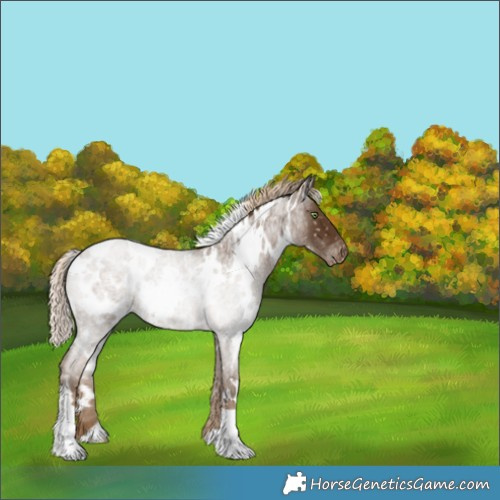 Horse Color:White Spotted Chocolate Palomino Roan Appaloosa 