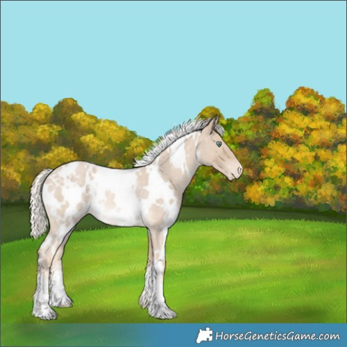 Horse Color:White Spotted Cremello Roan Blanket Rabicano 