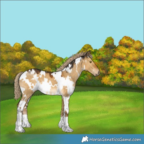 Horse Color:White Spotted Chocolate Palomino Dun 