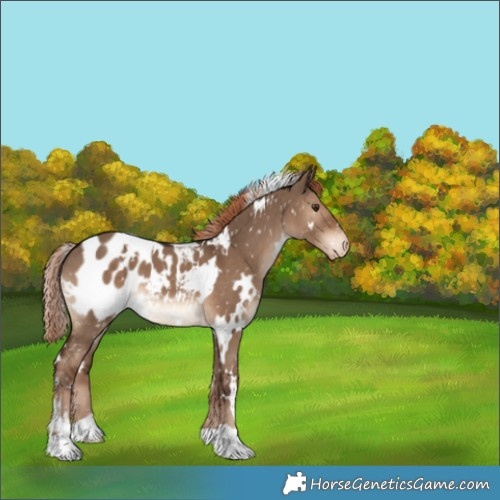 Horse Color:White Spotted Liver Red Dun Appaloosa