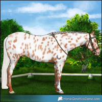 Horse Color:Silver Sable Champagne Near Leopard 