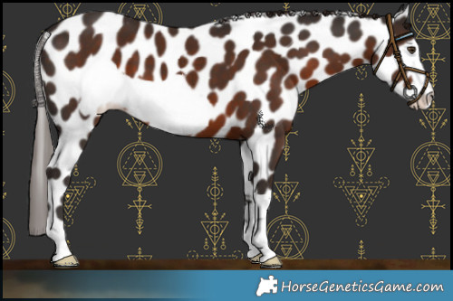 Horse Color:Liver Chestnut Frame Appaloosa 