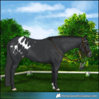 Horse Color:Black Blanket 