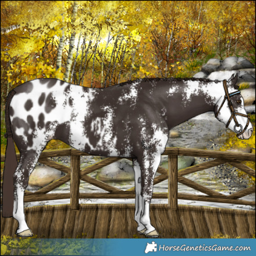 Horse Color:Liver Chestnut Sabino Appaloosa 