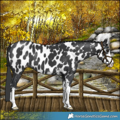 Horse Color:Black Sabino Near Leopard 