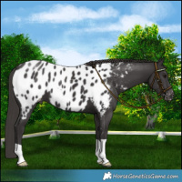 Horse Color:Smoky Black Near Leopard