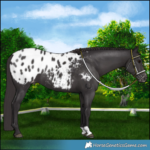Horse Color:Smoky Black Blanket