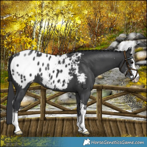 Horse Color:Black Sabino Blanket 