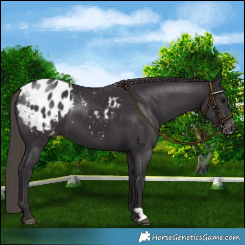 Horse Color:Smoky Black Blanket 