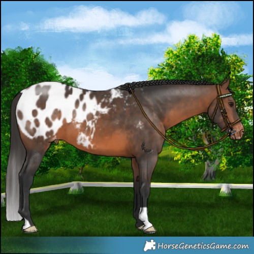 Horse Color:Brown Appaloosa