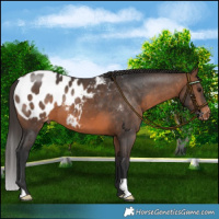 Horse Color:Brown Blanket 