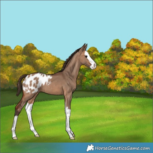 Horse Color:Bay Dun Splash Blanket Brindle 