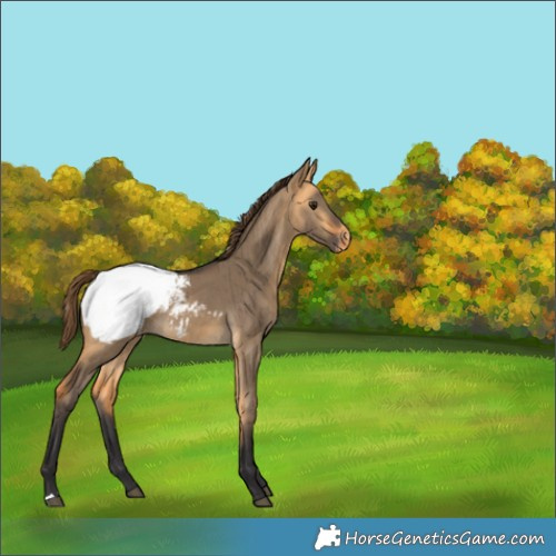 Horse Color:Buckskin Dun Snowcap Brindle 