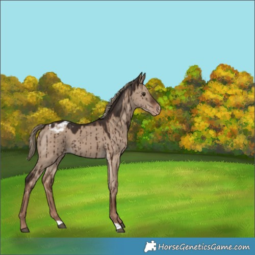 Horse Color:Liver Red Dun Appaloosa Brindle 
