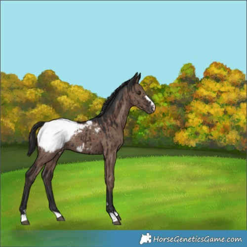 Horse Color:Liver Red Dun Snowcap Brindle 