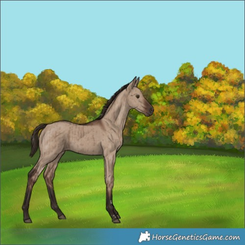 Horse Color:Liver Red Dun Brindle 
