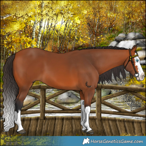 Horse Color:Bay Splash 