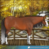 Horse Color:Bay Splash 