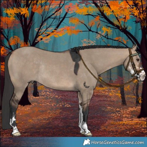 Horse Color:Bay Dun Sabino Rabicano